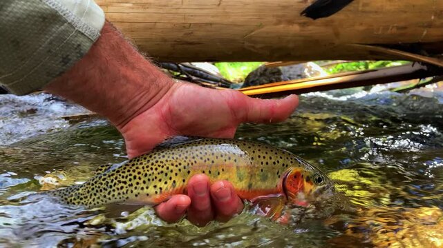 Wild cutthroat trout is gently released into a crystal-clear mountain stream after catch and release fly fishing. Scenic freshwater conservation footage. 60fps slow motion.