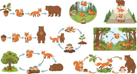 Obraz premium Forest food chain vector illustration set animal ecosystem diagram collection isolated on clean white background