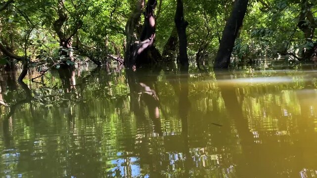 Amazon swamp forest, flooded jungle trees growing out of murky river water surface, sunny day with bright reflection, low angle view, tropical wilderness location.