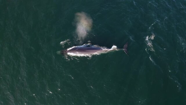 4K overhead drone footage of a fin whale swimming and spouting water creating a beautiful rainbow mist effect before diving in Loreto Bay, Baja California Sur, Mexico