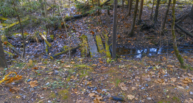 Stream bed visuals. Damp stream environment showcasing seasonal changes and natural plant debris