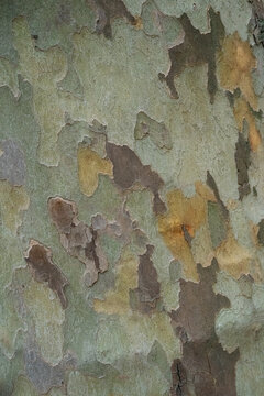 Vertical plane tree bark texture with natural camouflage pattern close up