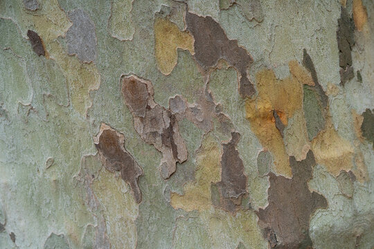 Natural camouflage pattern of plane tree bark texture close up
