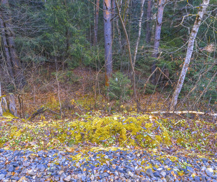 Mossy trees landscape. Rugged roadside with mossy birches. Quiet rural edge with stones and textured ballast