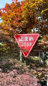 Japanese stop sign Tomare
with autumn maple leaves background,road sign in autumn forest,surrounded by vibrant red and orange autumn momiji maple tree leaves,А close-up shot of a red
triangular Japane