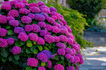Selective focus of Hydrangea in the garden, Bushes of multi colour purple pink and blue ornamental flowers, Hortensia flowers are produced from early spring to late autumn, Natural floral background. © Sarawut