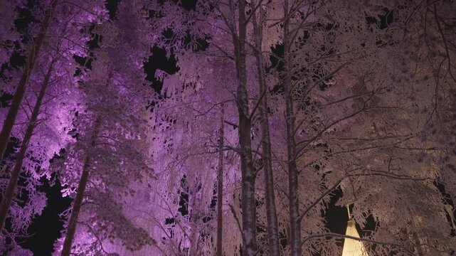 Snowy trees illuminated with purple light at night in Lapland, Finland, with the camera tilting down to slowly reveal a traditional illuminated wooden cottage roof