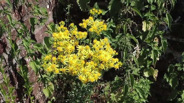 Common ragwort (Jacobaea vulgaris / Senecio jacobaea) showing vibrant yellow wildflowers blooming in a summer grassland meadow, garden and gardening stock video footage clip 