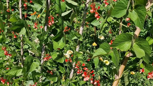 Bamboo cane frame growing Tenderstar climbing runner beans, which have pink flowers, in a garden for a vegetable harvest, allotment gardening stock video footage clip 