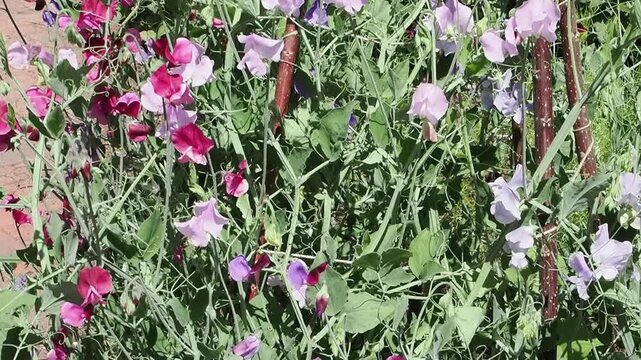 Lathyrus odoratus 'Old Fashioned Mixed' a summer flowering plant with mixed summertime flowers commonly known as sweet pea, gardening stock video footage clip