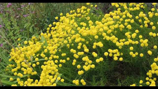 Santolina rosmarinifolia (green lavender cotton or holy flax) shrub plant featuring vibrant bright yellow button flower heads in full summer bloom, gardening stock video footage clip