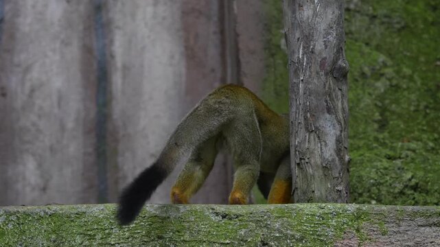 Squirrel Monkey Foraging on Ledge in Captivity, Observing Environment in 4K