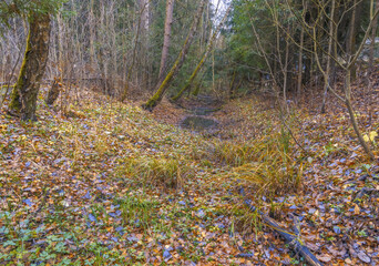 Obraz premium Calm forest scene with gentle leaves. Peaceful clearing among slender trees during late autumn season