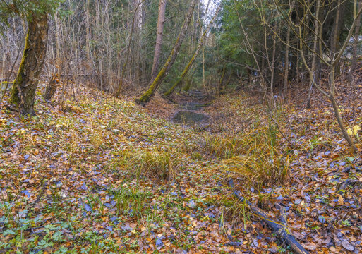 Calm forest scene with gentle leaves. Peaceful clearing among slender trees during late autumn season