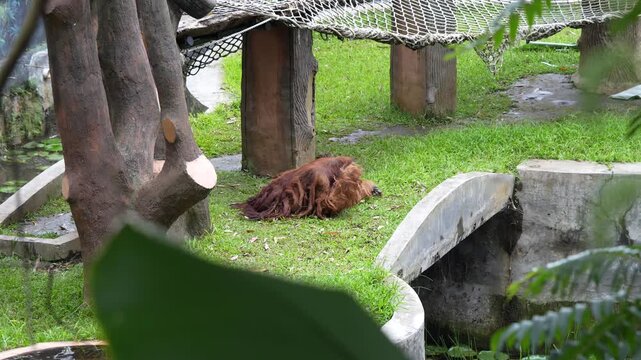 Orangutan Mother and Baby Relaxing on Green Grass in Park 4K