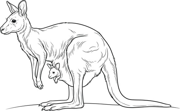 kangaroo