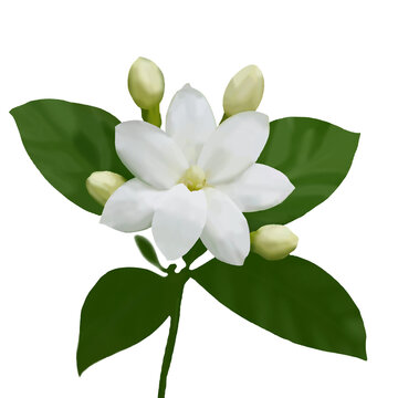 White jasmine with unopened buds and fresh green leaves. Blooming watercolor white cherry blossom flowers and jasmine petals on a spring tree branch.