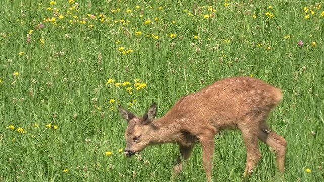  A young, sick goat buck eating yellow flowers in a green meadow, a sick young buck with infected eyes