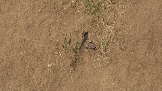 An adult female European roe deer feeding her young hidden in very tall grass.