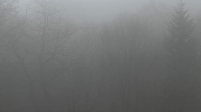 A dense fog drifts through a quiet winter forest in this atmospheric natural landscape, capturing a serene mood of calm isolation and mystery in the cool grey outdoor environment