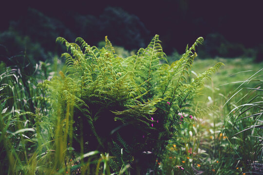 Mystical fern glowing in a dark forest, symbolizing Slavic legends and nature.