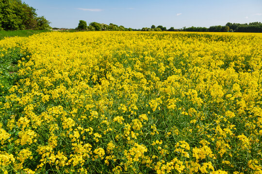 Flowering Oilseed Rape Field in Kent England