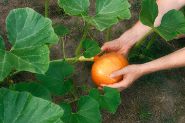 Hands of someone gardening and harvesting a pumpkin from its plant in an organic vegetable garden with fertile soil.  © Smileus