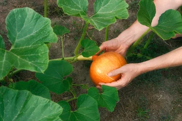 Hands of someone gardening and harvesting a pumpkin from its plant in an organic vegetable garden with fertile soil.  © Smileus