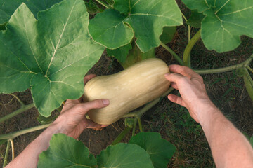 Hands of someone gardening and harvesting a butternut pumpkin from its plant in an organic vegetable garden with fertile soil.  © Smileus
