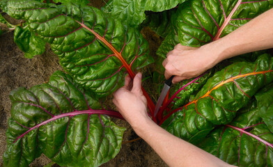 Hands of someone gardening and harvesting gorgeous rainbow swiss chard leaves from the plant in an organic vegetable garden with fertile soil.  © Smileus