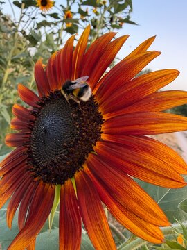 Gran abejorro sobre un girasol rojo en verano