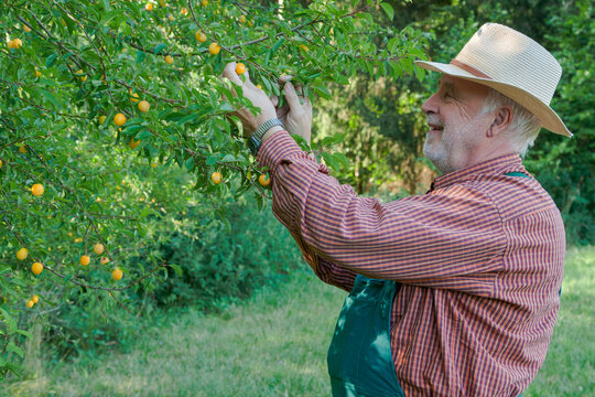 Happy senior gardener in straw hat and overalls picking fresh, ripe organic yellow plums from a tree branch in a sun-drenched green orchard. Perfect for agriculture, healthy lifestyle and farming.