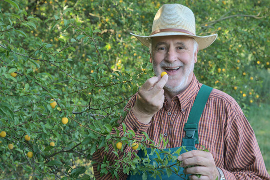An elderly gardener wearing a straw hat and overalls smiles while tasting a freshly picked, yellow mirabelle plum in front of a fruit bush.