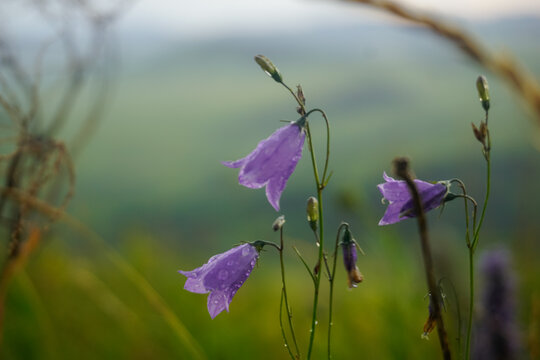 Purple harebell flowers covered with raindrops in a Siberian field
