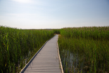 Obraz premium Wooden Boardwalk Winding Through Green Marsh Under Summer Sunlight