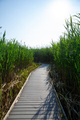 Fototapeta premium Wooden Boardwalk Winding Through Green Marsh Under Summer Sunlight