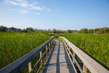Fototapeta premium Wooden Boardwalk Winding Through Green Marsh Under Summer Sunlight