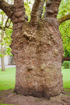 Knotted Plane Tree at Canterbury Cathedral England