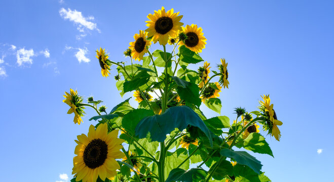 Giant sunflower against a blue summer sky