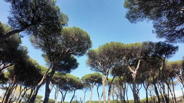 Rows of Italian stone pines stand tall against a clear blue sky. Their dense, rounded canopies create a textured forest canopy. Sunlight filters through the leaves, casting dappled shadows