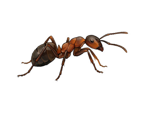 ant