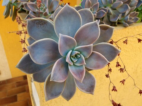 Blue Gray Echeveria Succulent Rosette Against Yellow Wall.