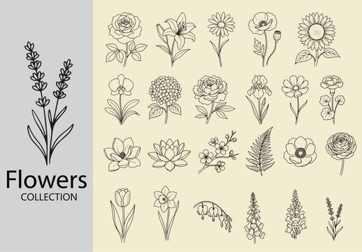 Botanical Flower Vector Collection - Hand Drawn Line Art Set, Hand Drawn Floral Line Art Icons and Botanical Flower Elements Set
