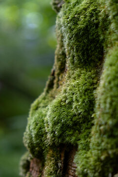 Close-up of thick soft green moss growing on a tree trunk in a forest