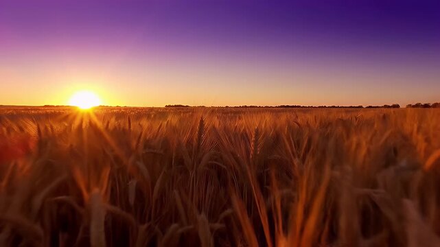 Golden Sunset Over Wheat Field with Purple Sky - A breathtaking golden sunset illuminates a vast field of ripe wheat, casting long shadows and highlighting the golden stalks.