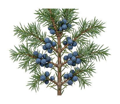 Detailed juniper branch png Blue juniper berries png Fresh juniper sprig cutout Natural conifer isolated transparent background image