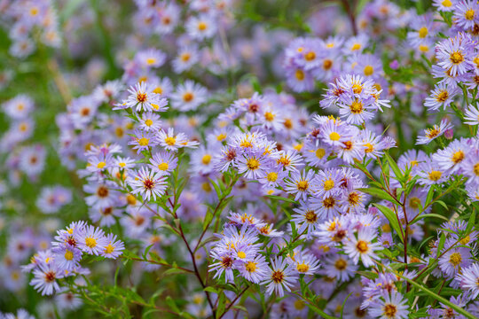 Field of daisies in blue purple colour