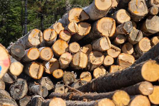 La Tuque, Quebec, 13 May 2026 : A large pile of freshly cut logs is stacked in a forest clearing, ready for transport.