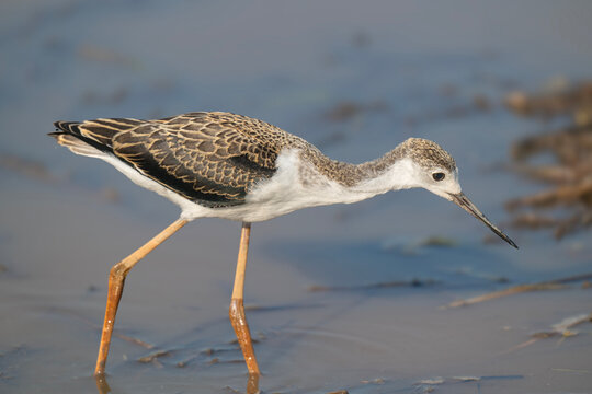 Black-winged  Stilt Foraging in Shallow Water