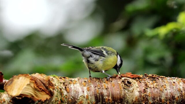 Great Tit (Parus major)